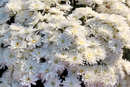 Autumn flowers close up.の写真素材
