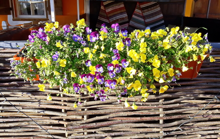 Autumn flowers close up.の写真素材