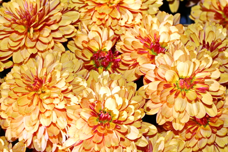 Autumn flowers close up.の写真素材