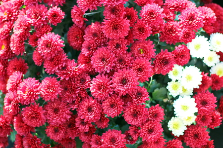 Autumn flowers close up.の写真素材