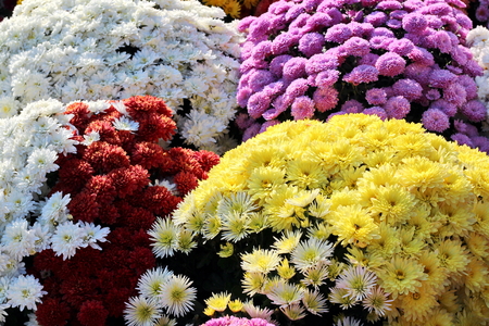 Autumn flowers close up.の写真素材