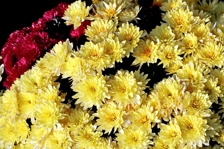 Autumn flowers close up.の写真素材