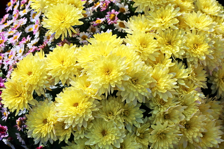 Autumn flowers close up.の写真素材