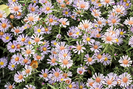 Autumn flowers close up.の写真素材