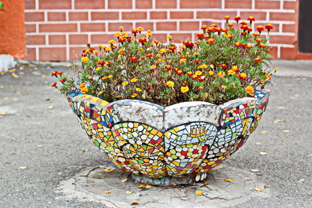 Autumn flowers close up.の写真素材