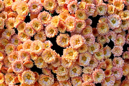 Autumn flowers close up.の写真素材