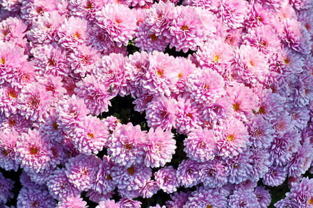 Autumn flowers close up.の写真素材