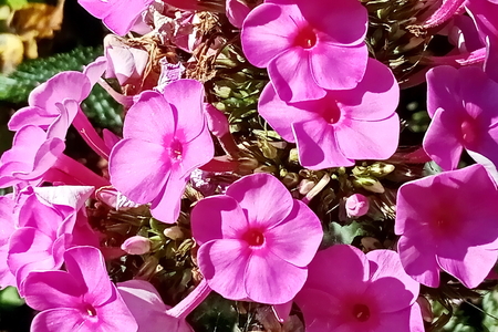Autumn flowers close up.の写真素材