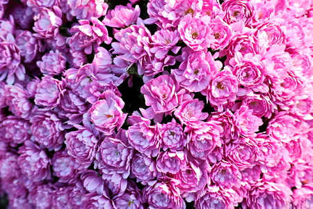 Autumn flowers close up.