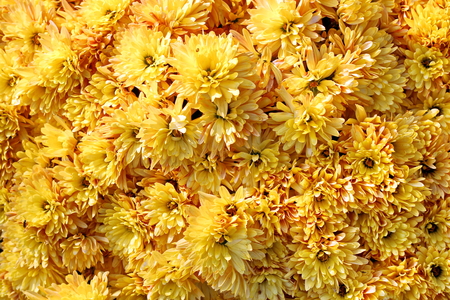 Autumn flowers close up.の写真素材
