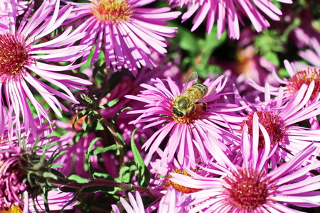 Autumn flowers close up.の写真素材
