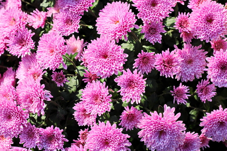 Autumn flowers close up.の写真素材