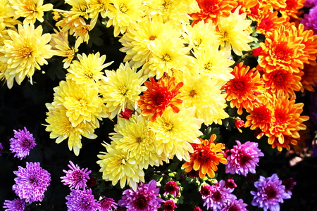 Autumn flowers close up.の写真素材