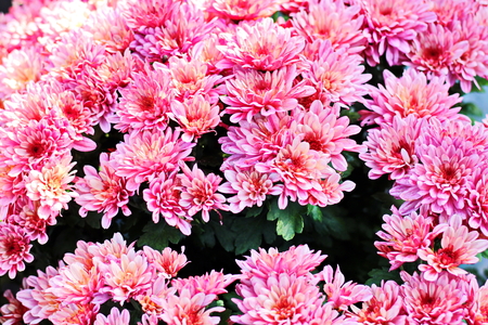 Autumn flowers close up.の写真素材