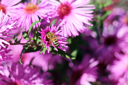 Autumn flowers close up.の写真素材