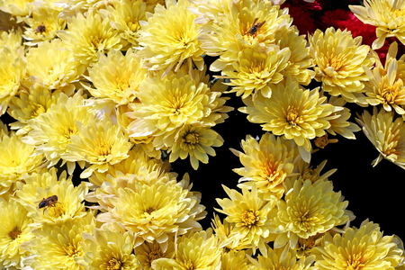 Autumn flowers close up.の写真素材