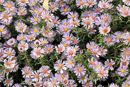 Autumn flowers close up.の写真素材