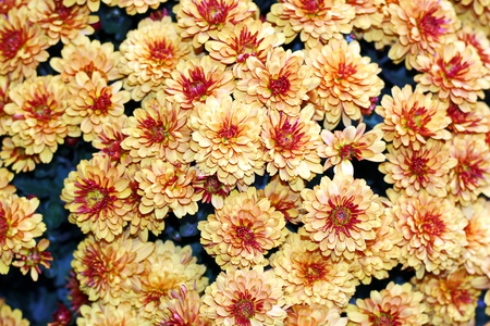 Autumn flowers close up.の写真素材