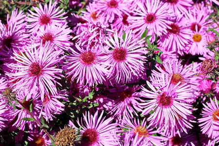 Autumn flowers close up.の写真素材