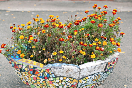 Autumn flowers close up.の写真素材