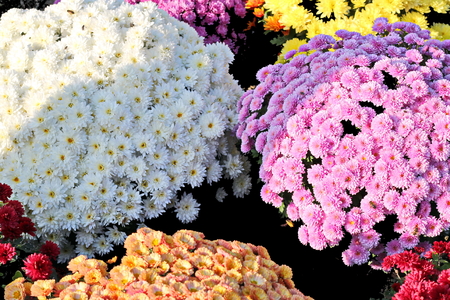 Autumn flowers close up.の写真素材