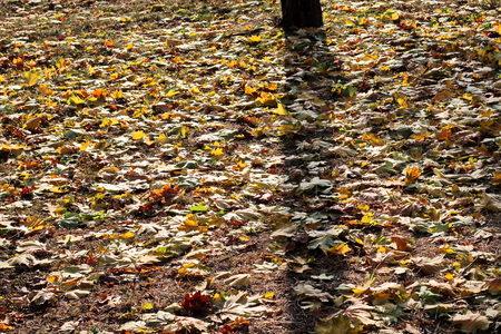 Autumn leaves on the ground as a background.の写真素材