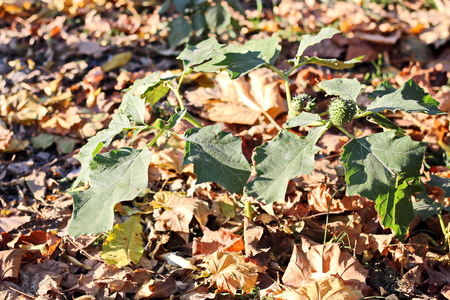 Autumn leaves on the ground as a background.の写真素材