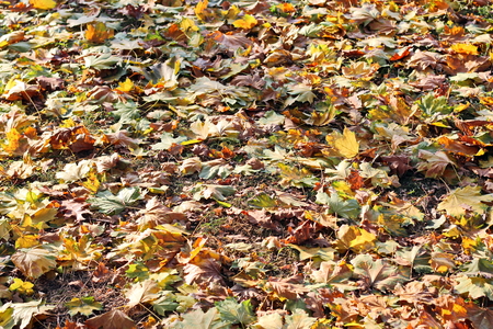 Autumn leaves on the ground as a background.の写真素材