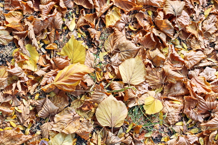 Autumn leaves on the ground as a background.の写真素材