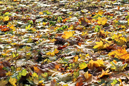 Autumn leaves on the ground as a background.の写真素材