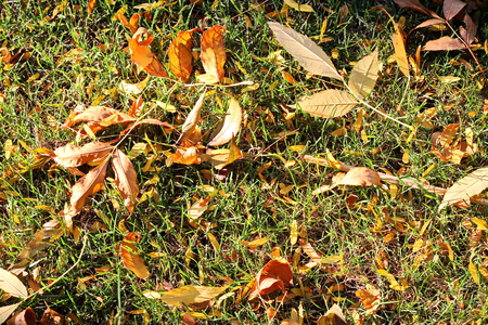 Autumn leaves on the ground as a background.の写真素材