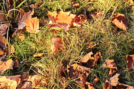 Autumn leaves on the ground as a background.の写真素材
