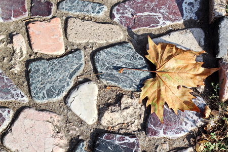 Autumn leaves on the ground as a background.の写真素材