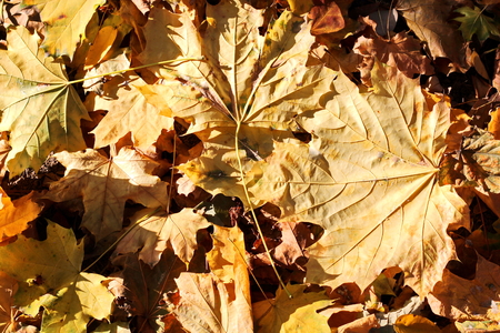 Autumn leaves on the ground as a background.の写真素材