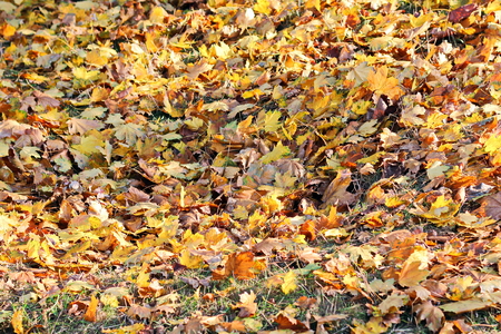 Autumn leaves on the ground as a background.の写真素材