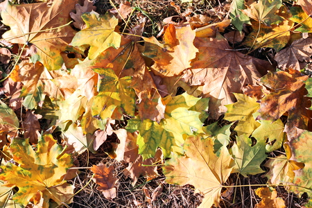 Autumn leaves on the ground as a background.の写真素材