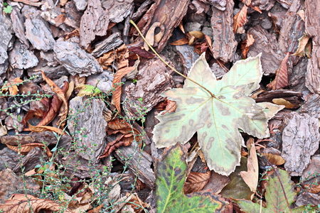Autumn leaves on the ground as a background.の写真素材