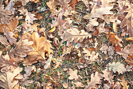 Autumn leaves on the ground as a background.の写真素材