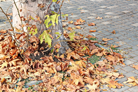 Autumn leaves on the ground as a background.の写真素材