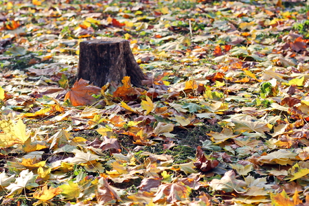 Autumn leaves on the ground as a background.の写真素材