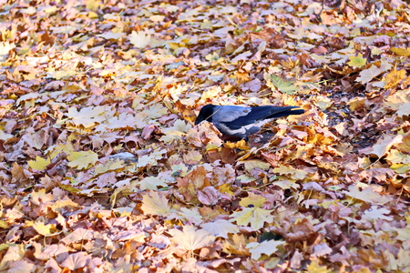 Autumn leaves on the ground as a background.の写真素材