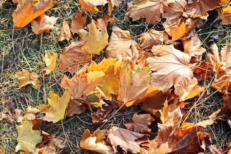Autumn leaves on the ground as a background.の写真素材