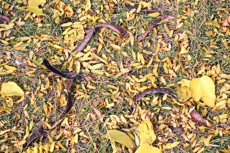 Autumn leaves on the ground as a background.の写真素材