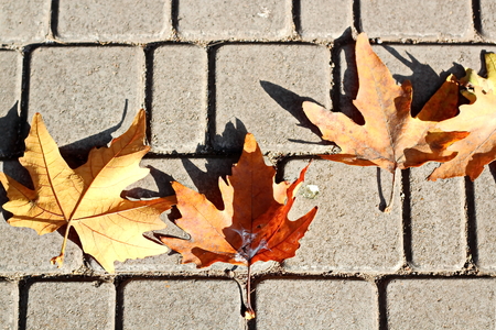 Autumn leaves on the ground as a background.の写真素材