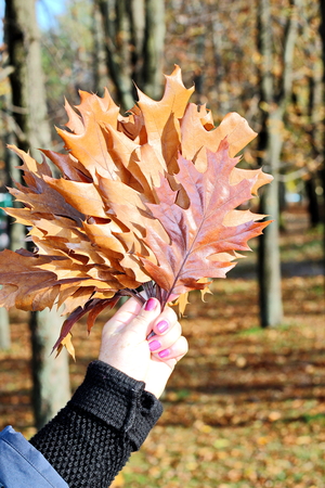 Autumn leaves on the ground as a background.の写真素材