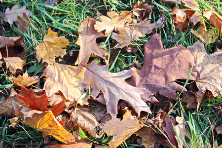 Autumn leaves on the ground as a background.の写真素材
