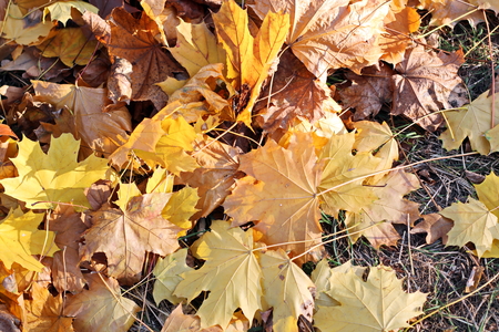 Autumn leaves on the ground as a background.の写真素材