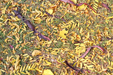 Autumn leaves on the ground as a background.の写真素材