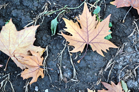 Autumn leaves on the ground as a background.の写真素材