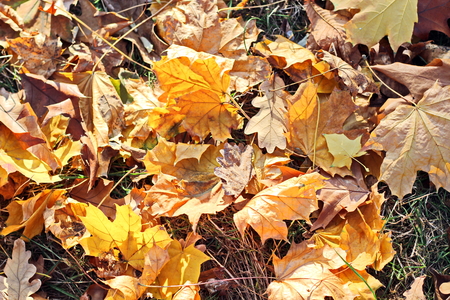 Autumn leaves on the ground as a background.の写真素材